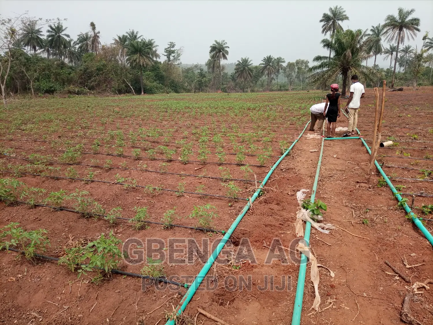 Farmland for Sale at Siun Ogun State