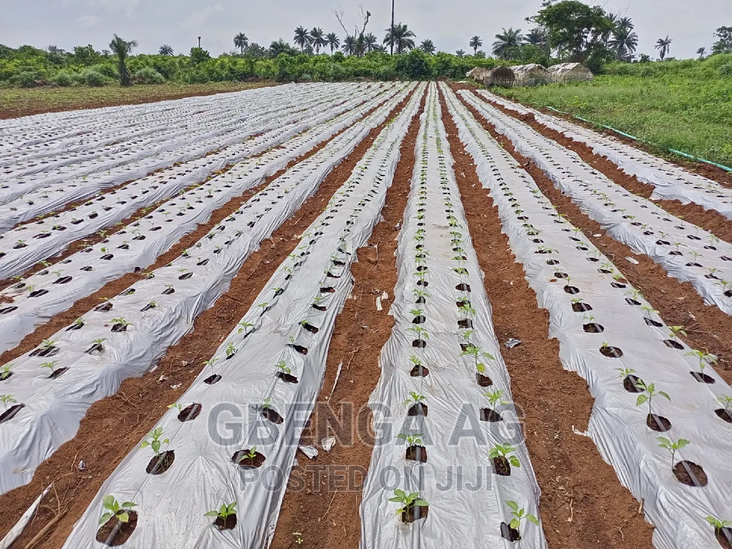 Farmland for Sale at Siun Ogun State