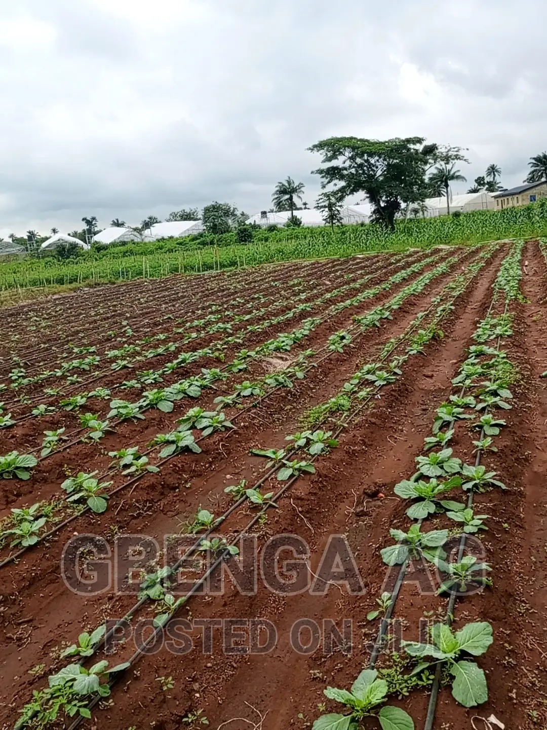 Farmland for Sale at Siun Ogun State