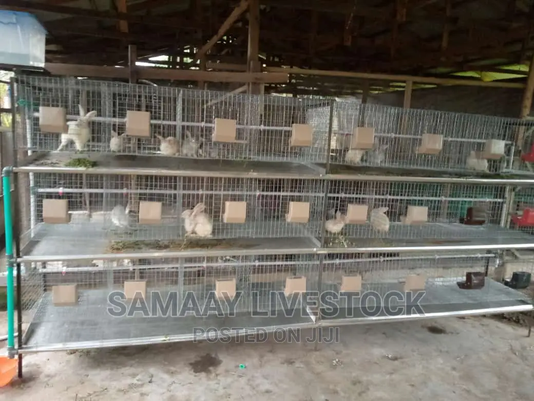Rabbit Cage