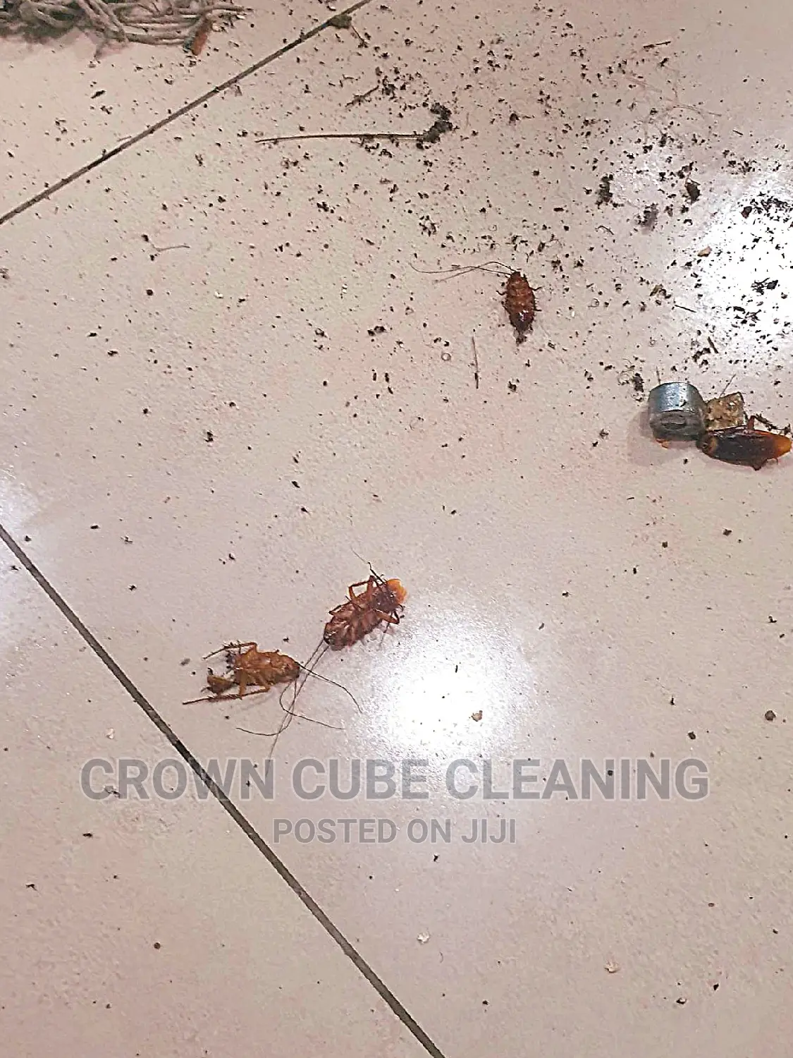 Best Fumigation Services/ Bedbugs Fumigation