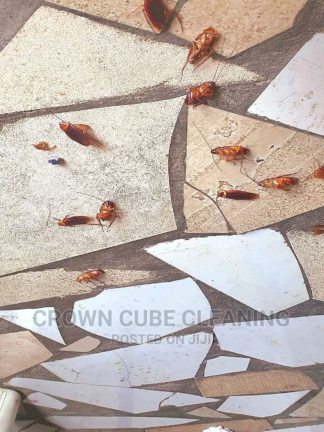 Best Fumigation Services/ Bedbugs Fumigation