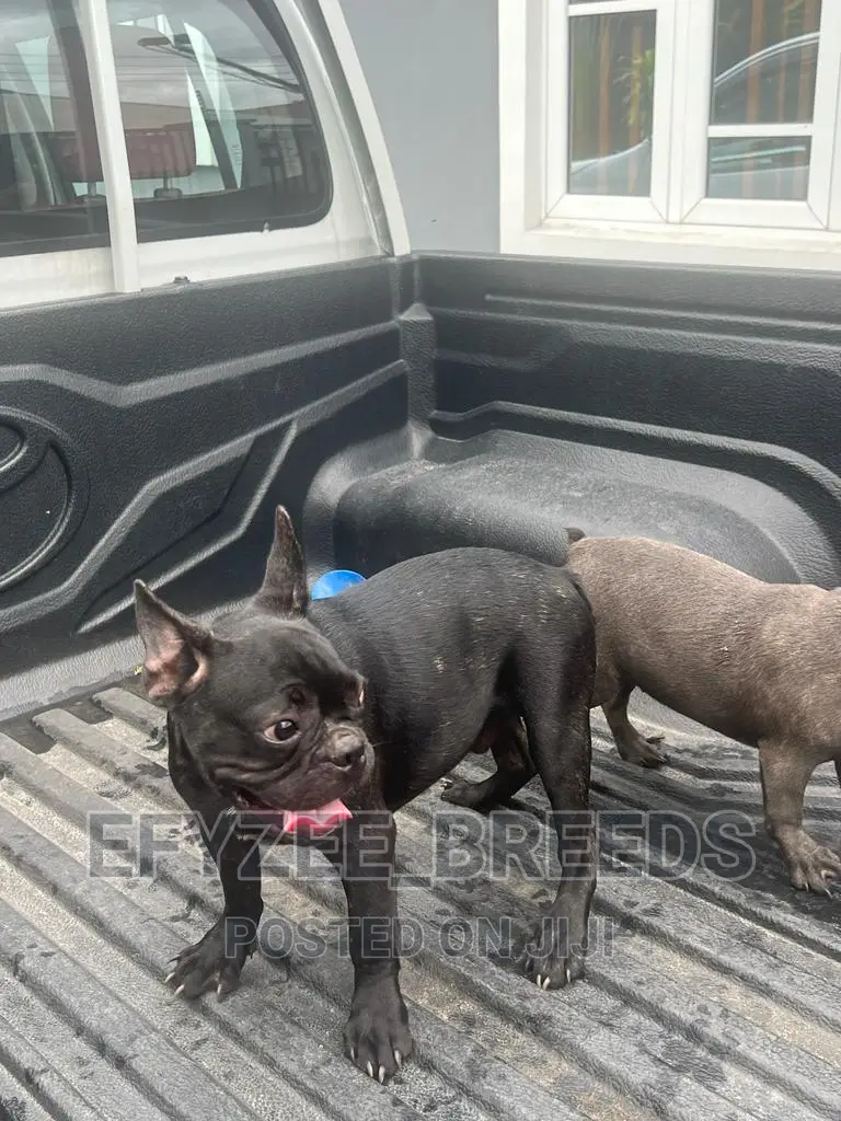 3-6 months Female Purebred French Bulldog