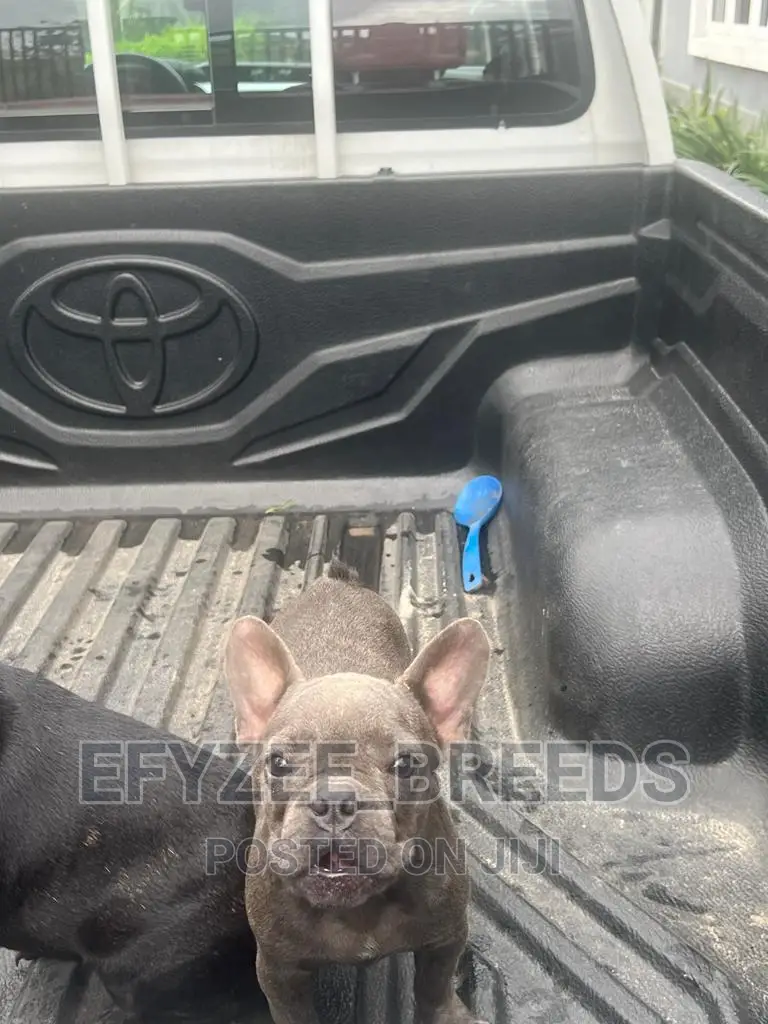 3-6 months Female Purebred French Bulldog