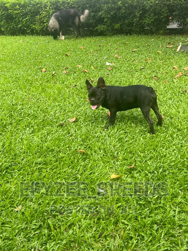 3-6 months Female Purebred French Bulldog