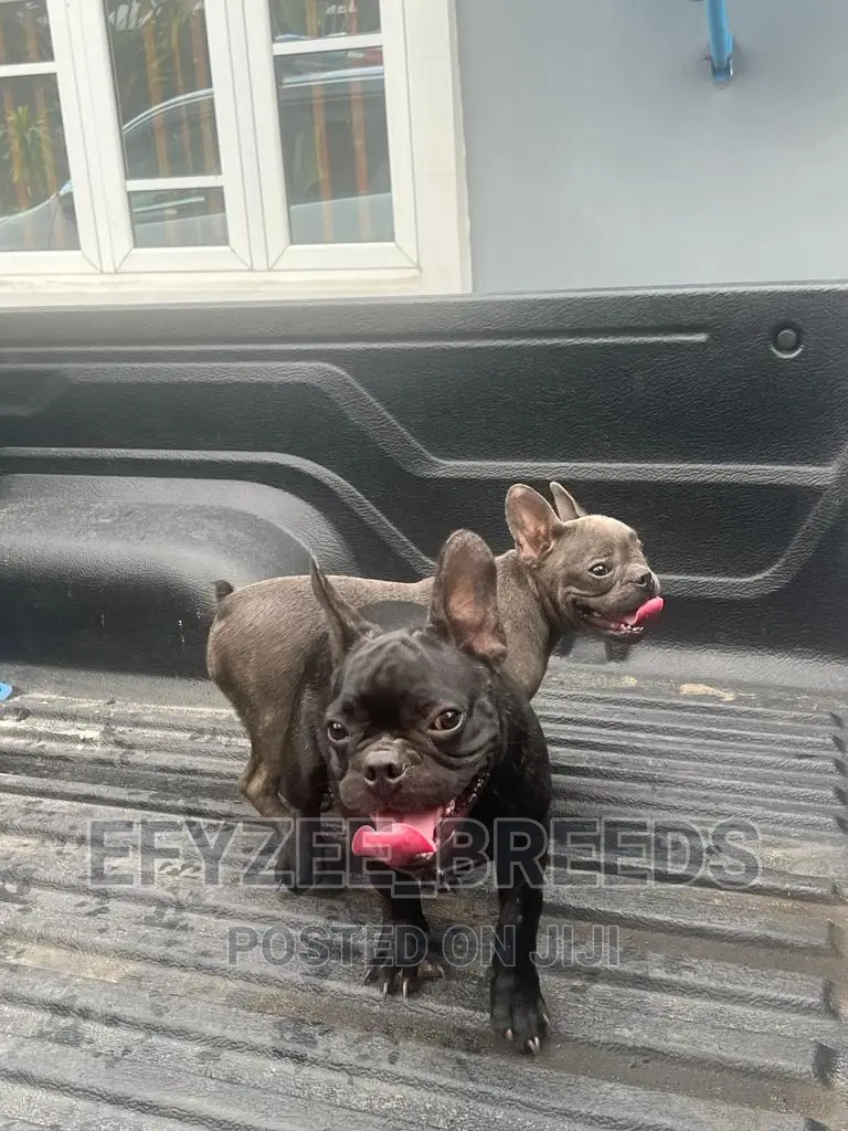 3-6 months Female Purebred French Bulldog