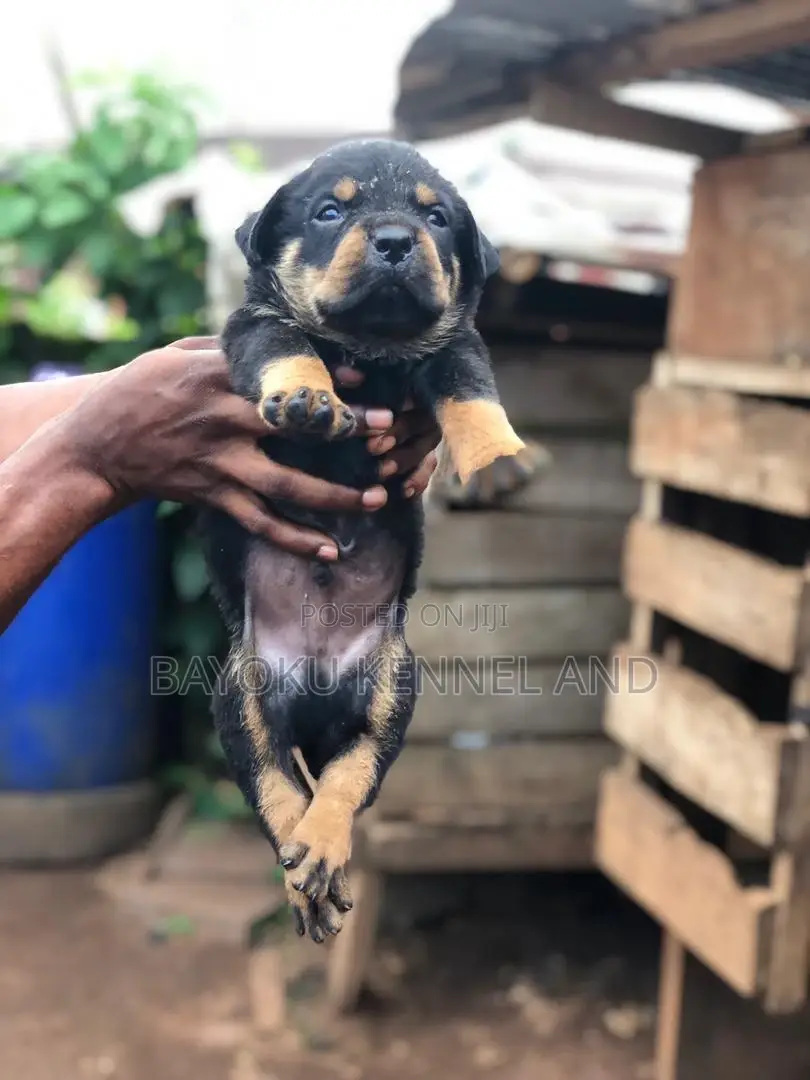 1-3 months Male Purebred Rottweiler