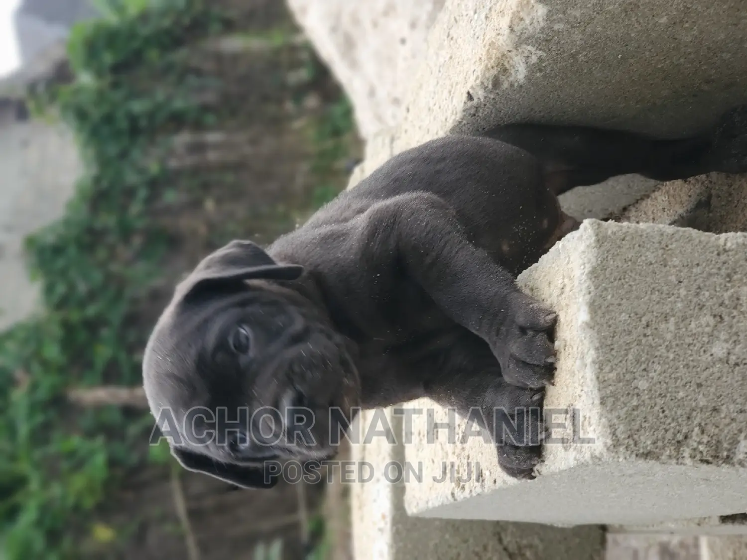 1-3 months Male Purebred Cane Corso