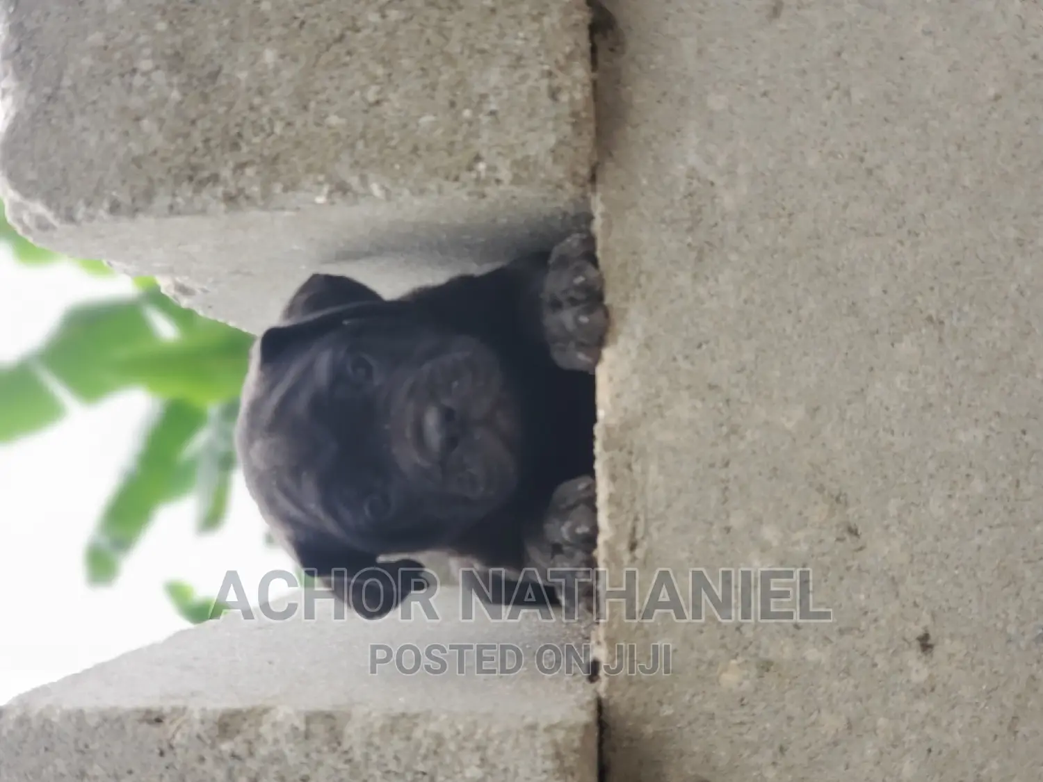 1-3 months Male Purebred Cane Corso