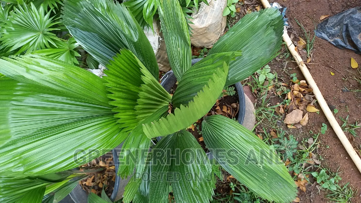 Unique Palms