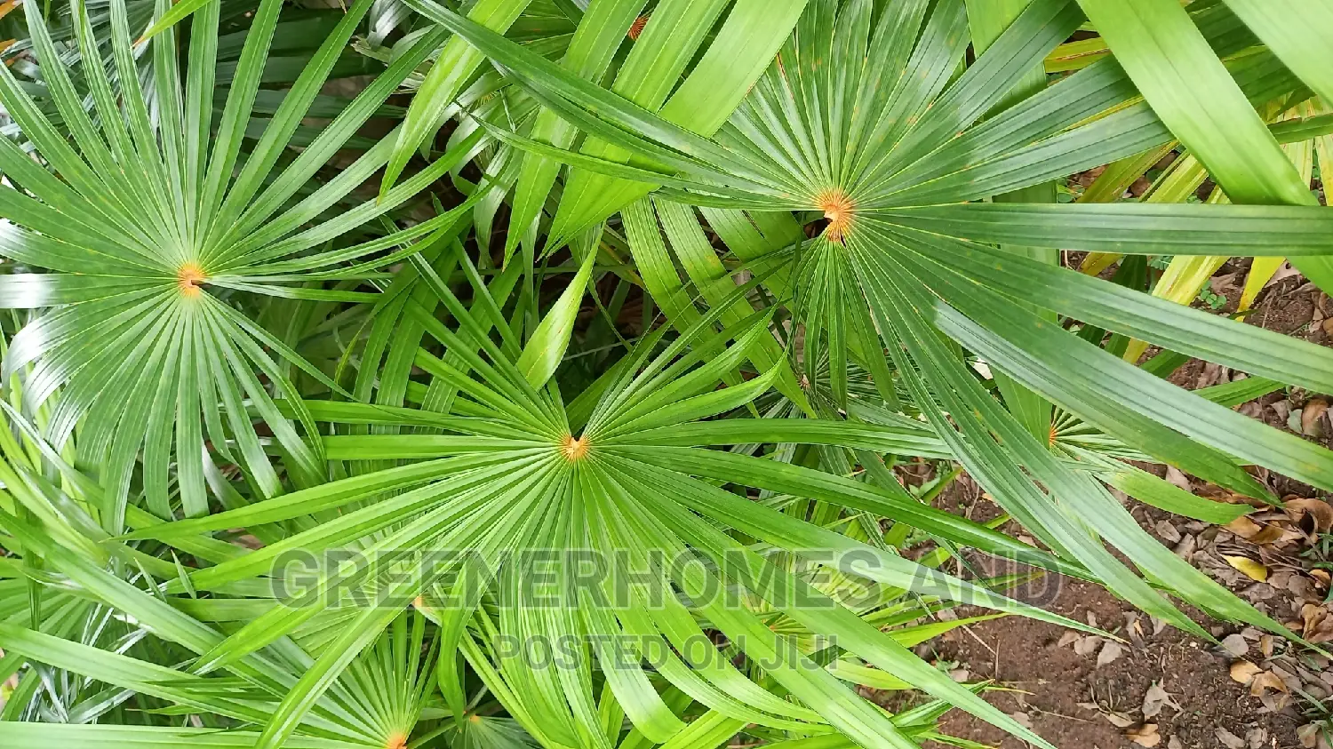 Unique Palms