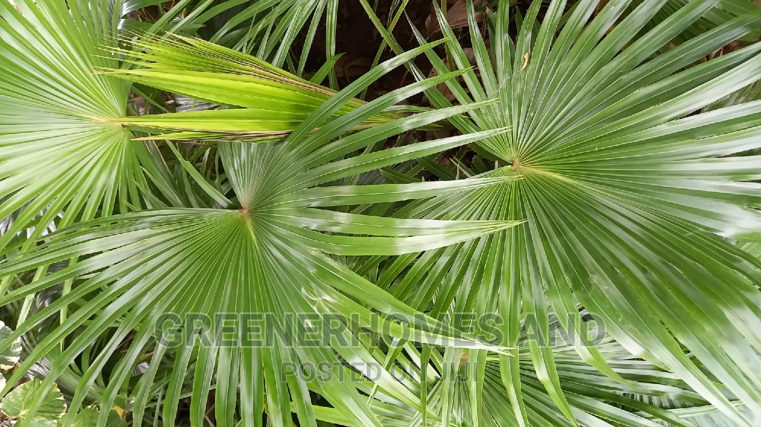 Unique Palms