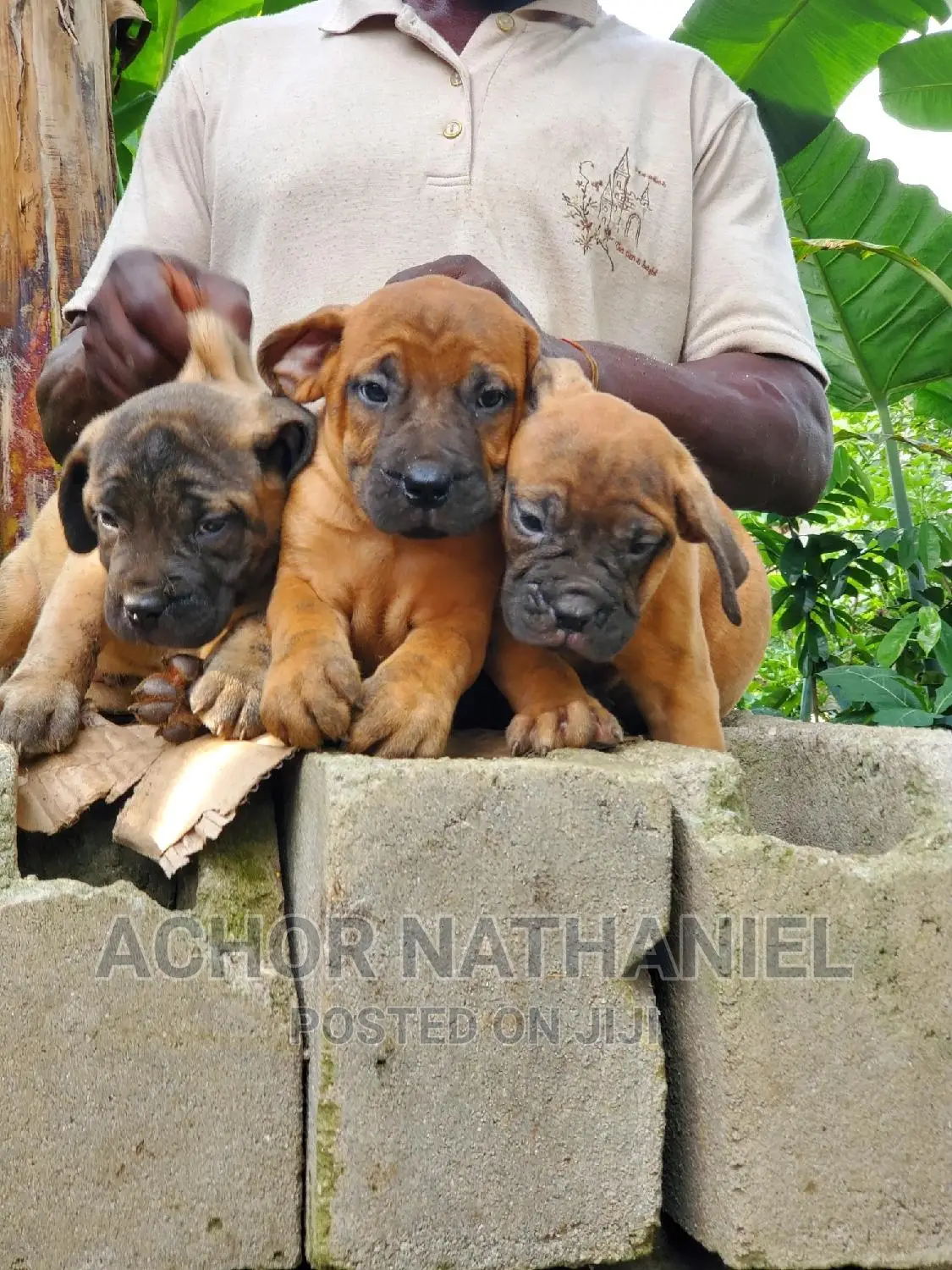 1-3 months Female Purebred Boerboel