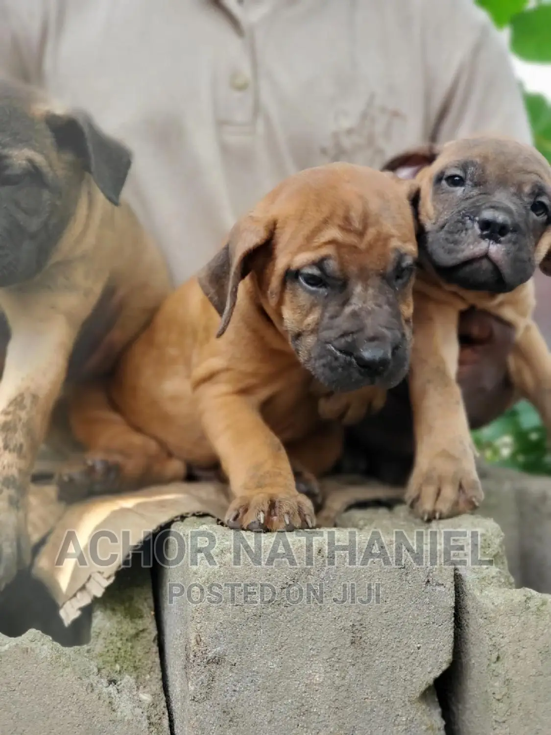 1-3 months Female Purebred Boerboel