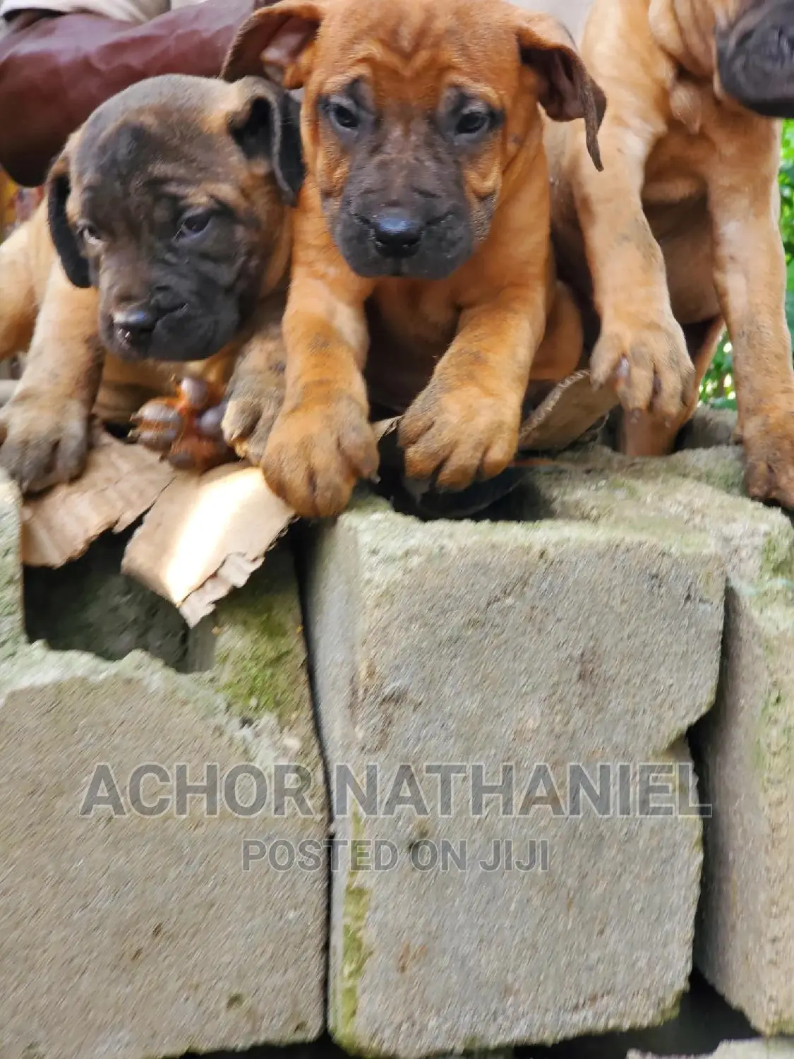 1-3 months Female Purebred Boerboel