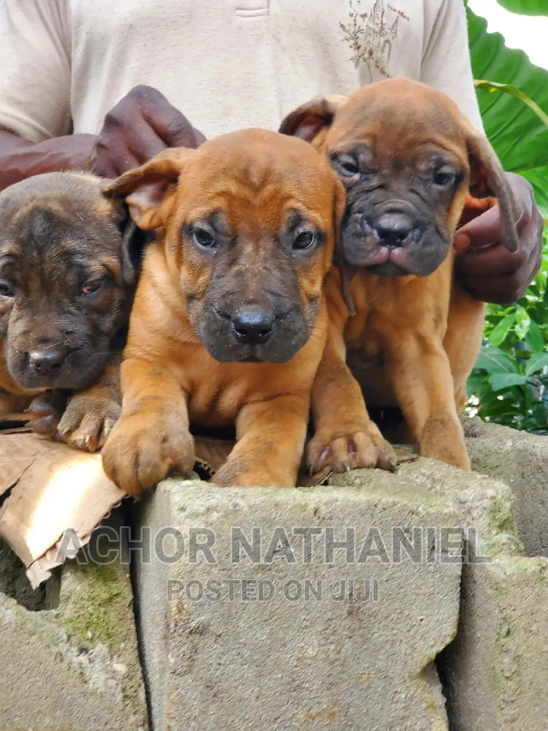1-3 months Female Purebred Boerboel