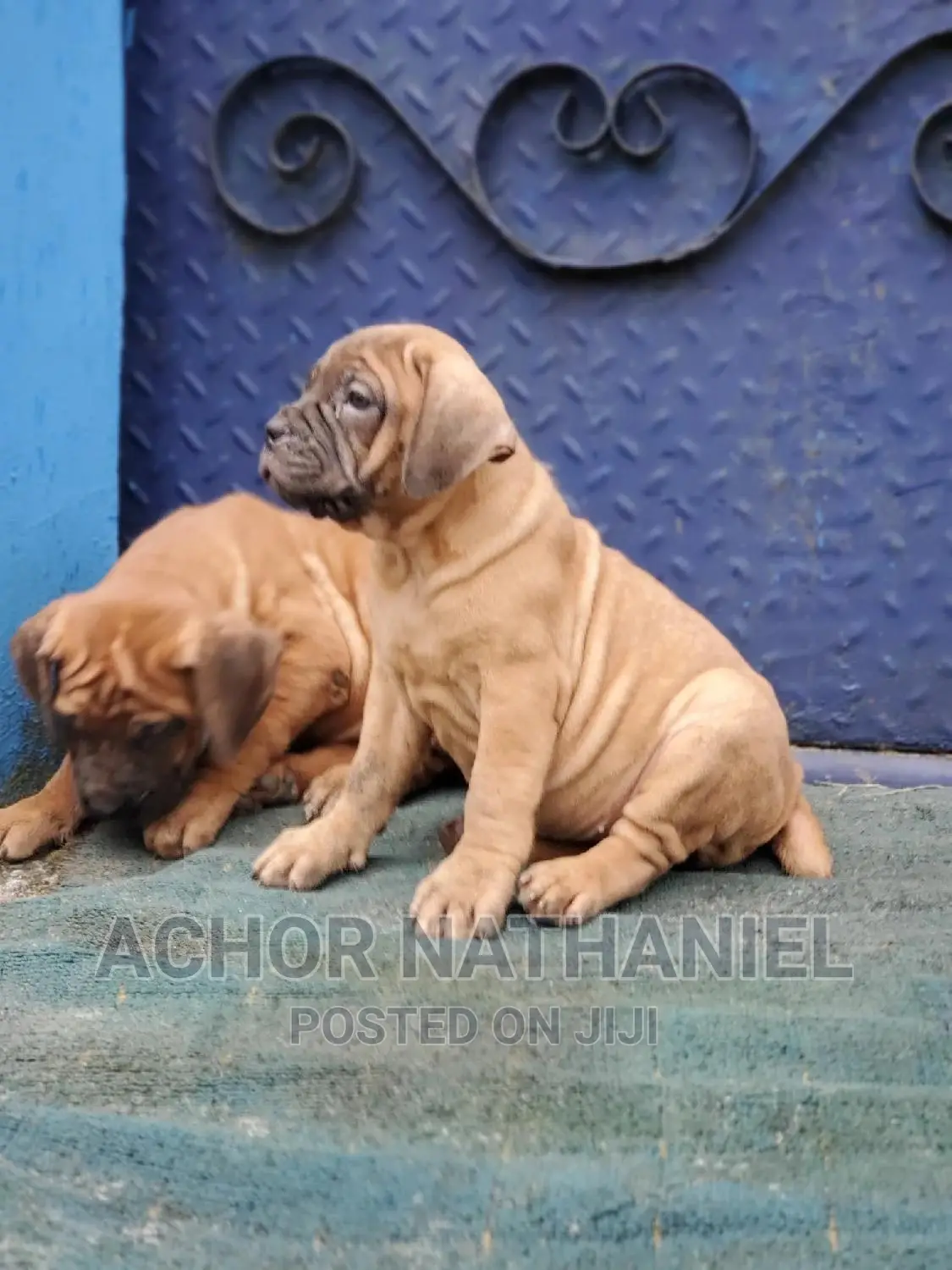 1-3 months Male Purebred Boerboel