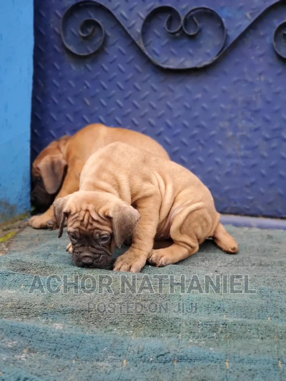 1-3 months Male Purebred Boerboel