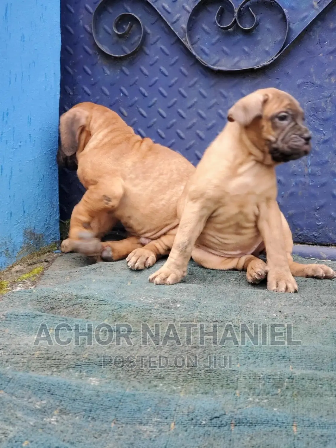 1-3 months Male Purebred Boerboel