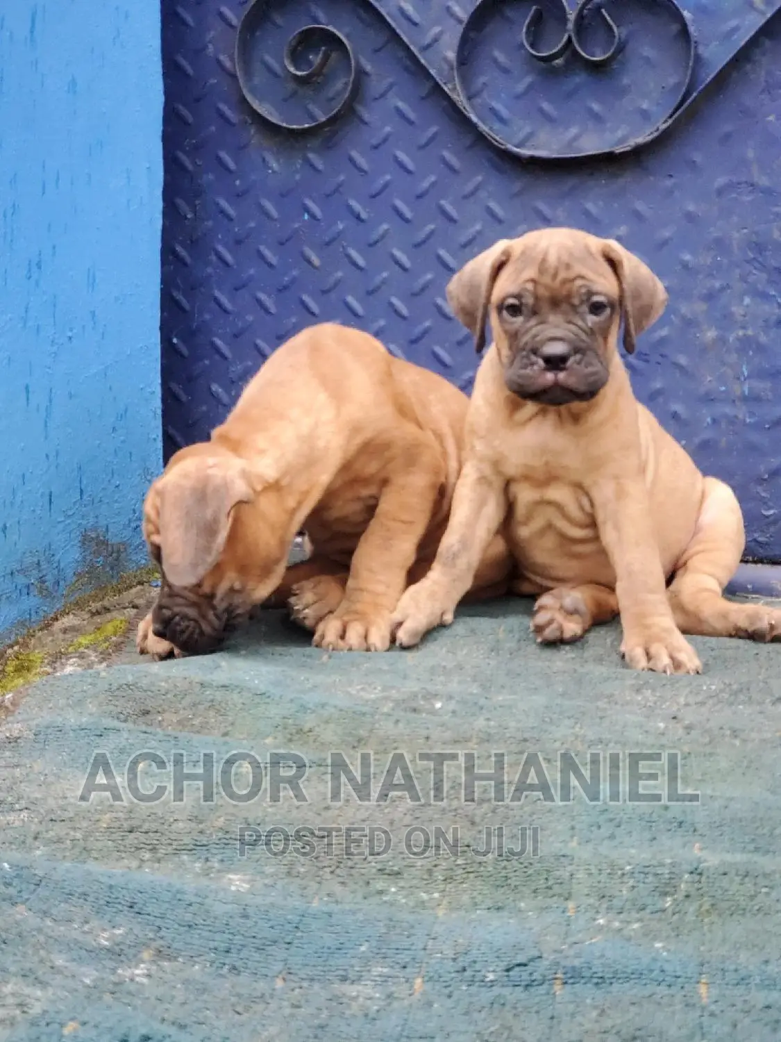 1-3 months Male Purebred Boerboel
