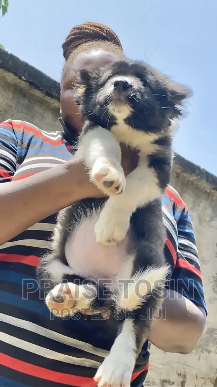 1-3 months Female Purebred Caucasian Shepherd