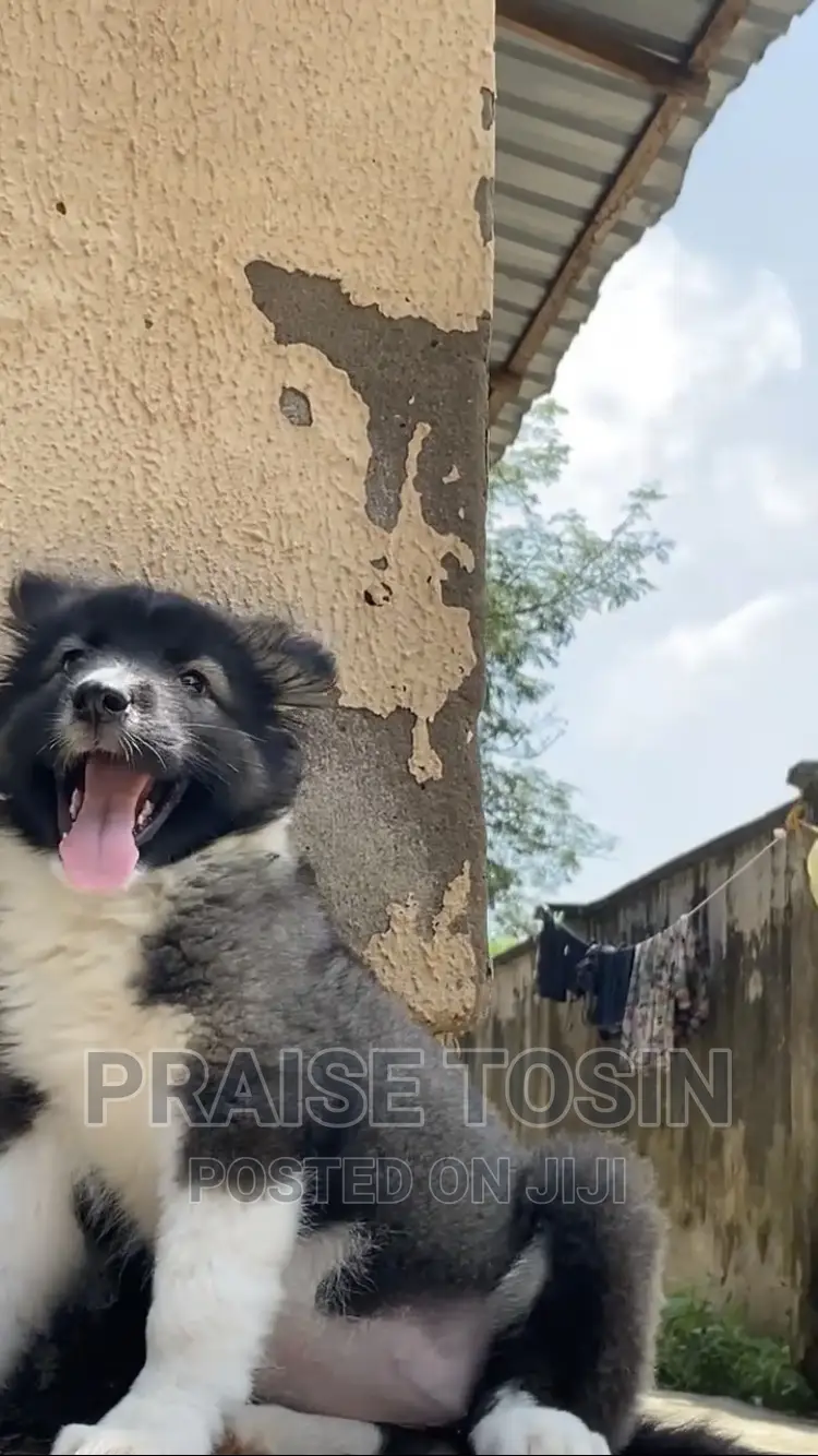 1-3 months Female Purebred Caucasian Shepherd