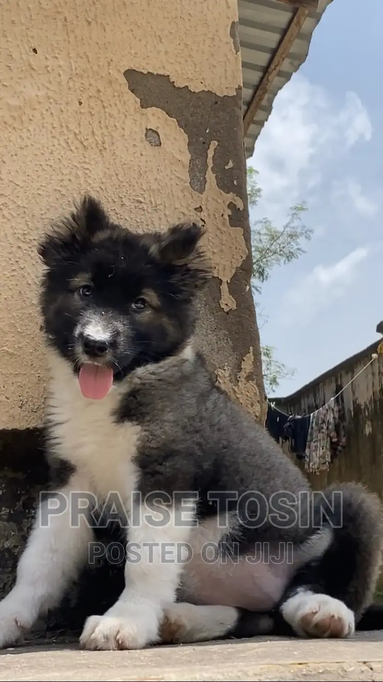 1-3 months Female Purebred Caucasian Shepherd