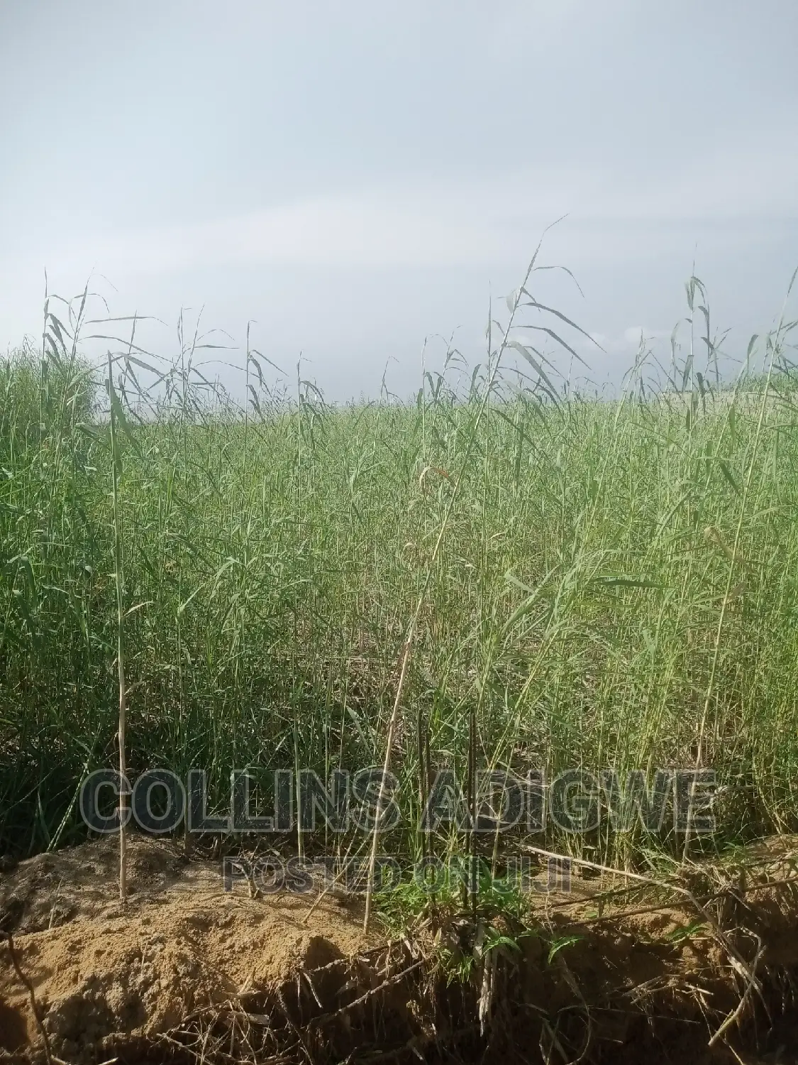 994 SQM Land at Lekk Palm City _Ajah