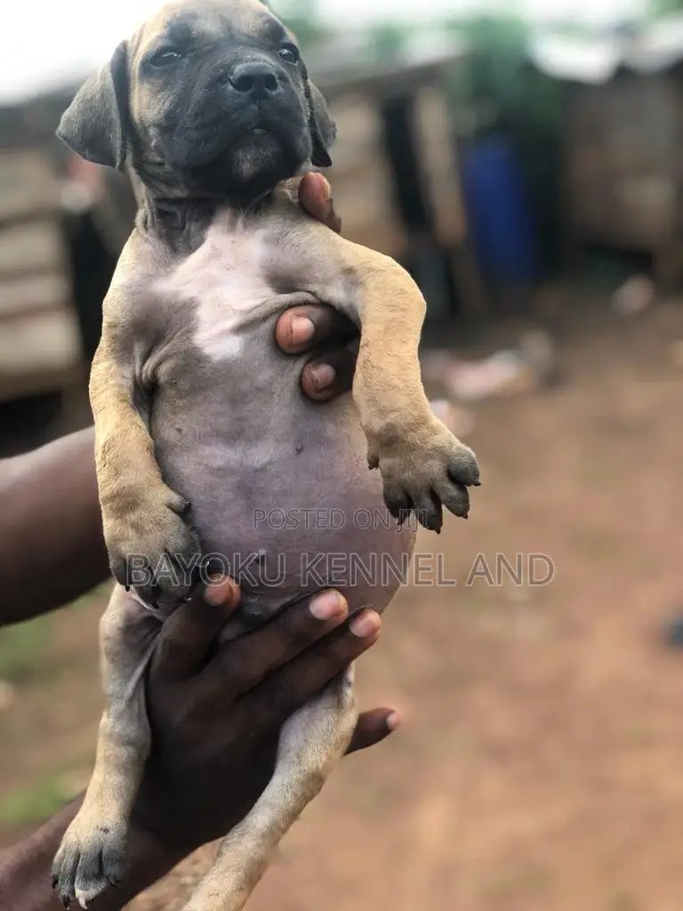 1-3 months Male Purebred Boerboel