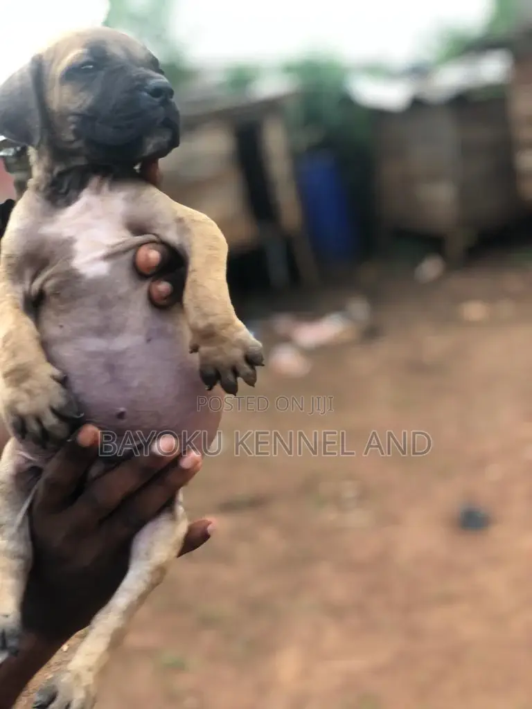 1-3 months Male Purebred Boerboel
