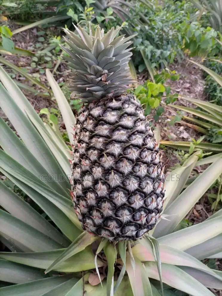 Hybrid Sweet Smooth Cayenne Pineapple Suckers
