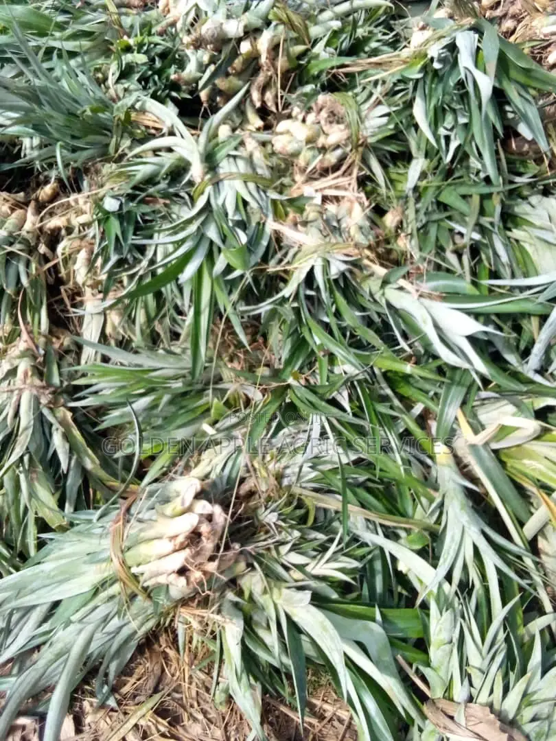 Hybrid Sweet Smooth Cayenne Pineapple Suckers