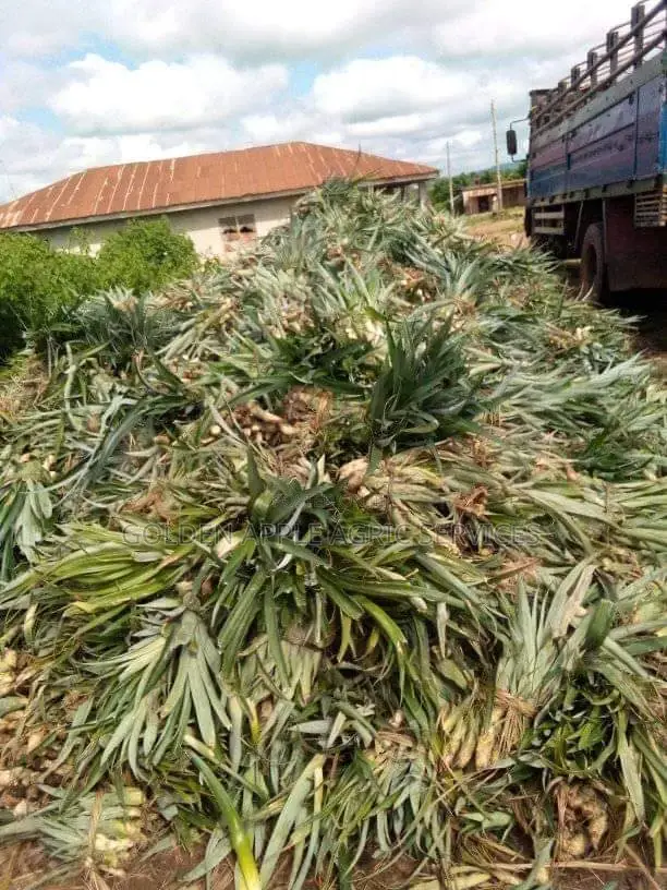 Hybrid Sweet Smooth Cayenne Pineapple Suckers