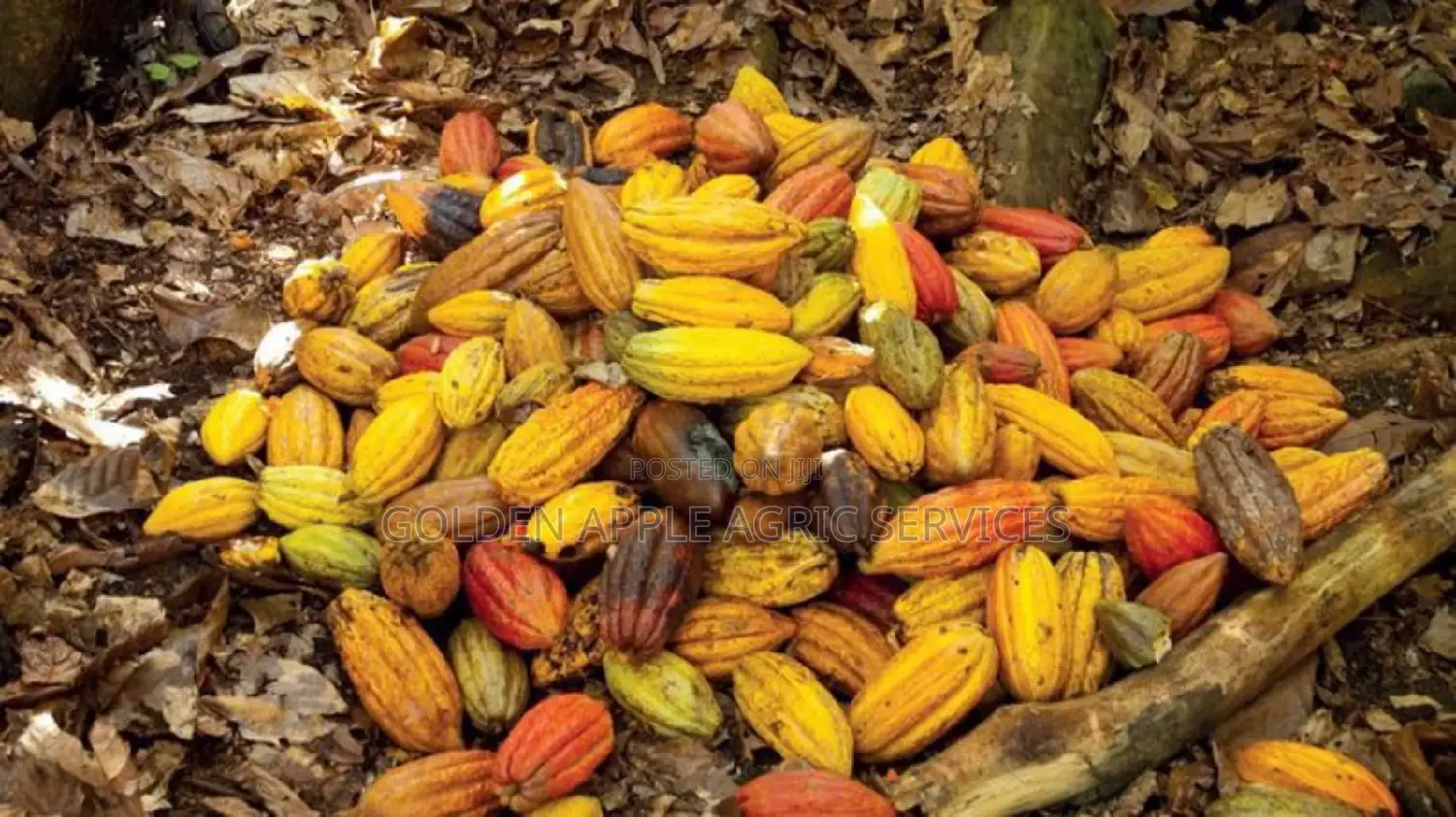 Cocoa Seedlings (Crin Hybrid Tc Series) Fruits in 18 Months