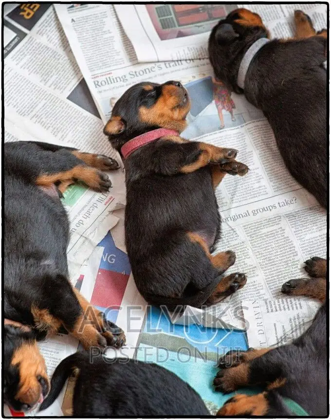 1-3 months Female Purebred Rottweiler