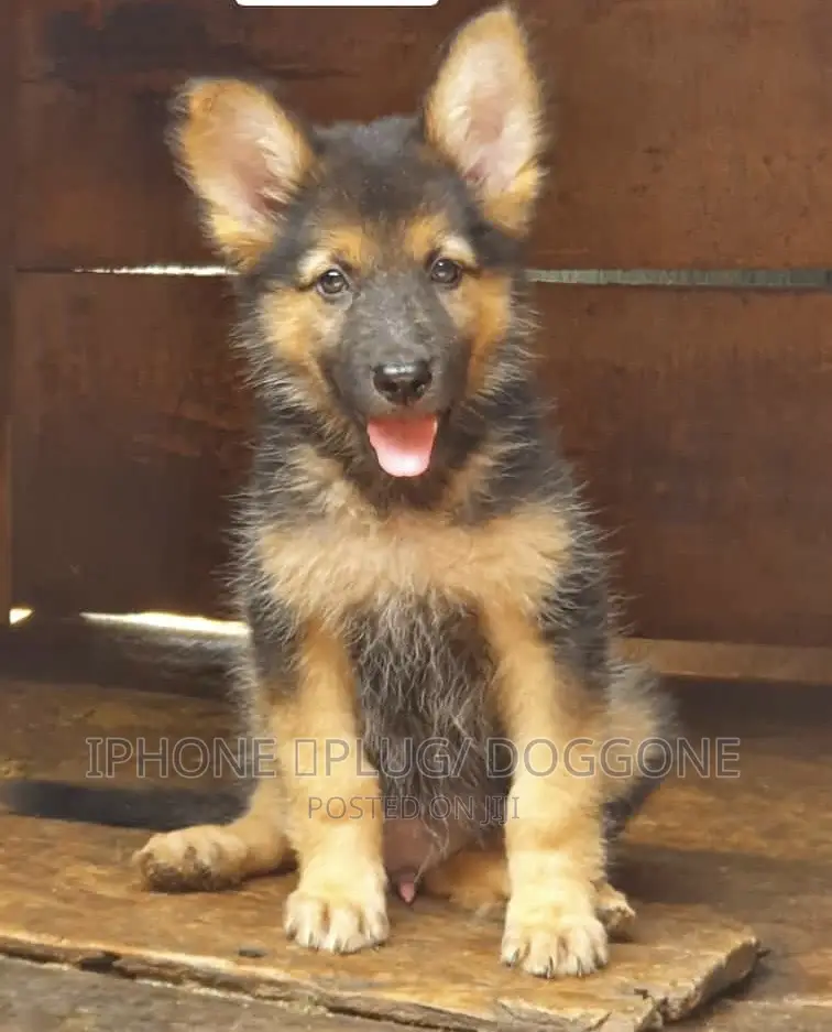1-3 months Female Purebred German Shepherd
