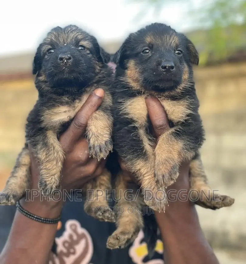 1-3 months Female Purebred German Shepherd