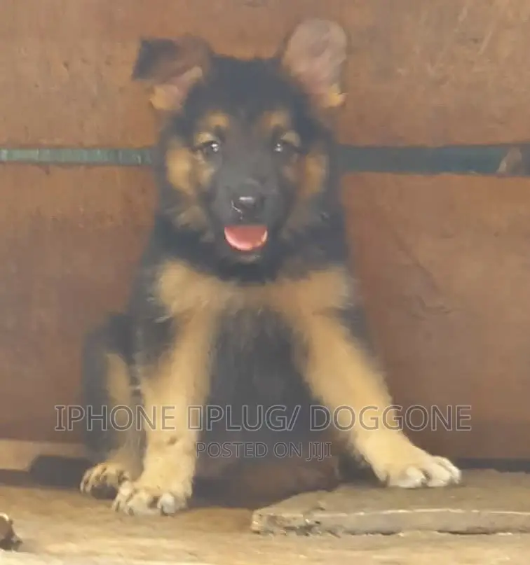 1-3 months Female Purebred German Shepherd