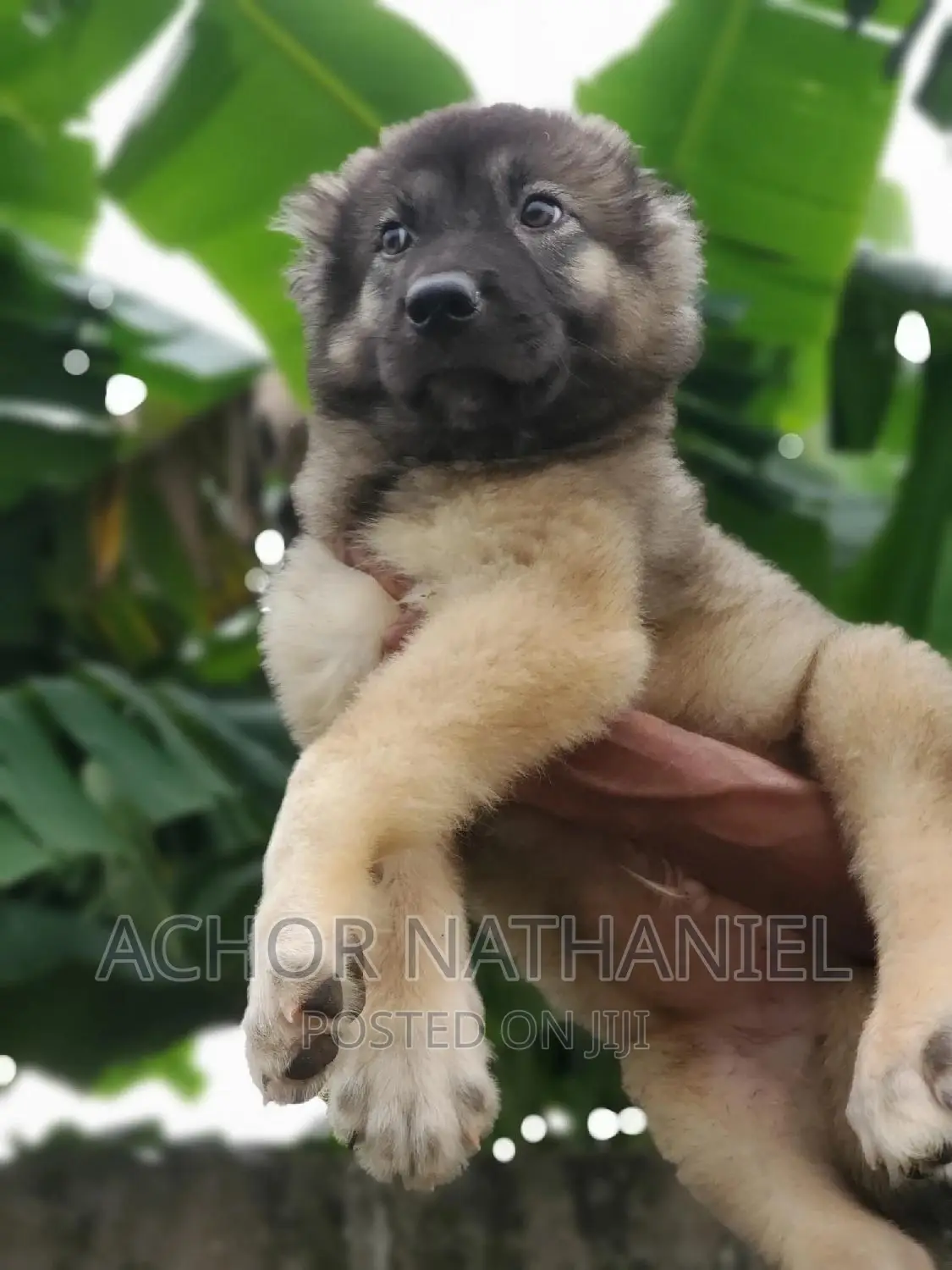 1-3 months Male Purebred Caucasian Shepherd