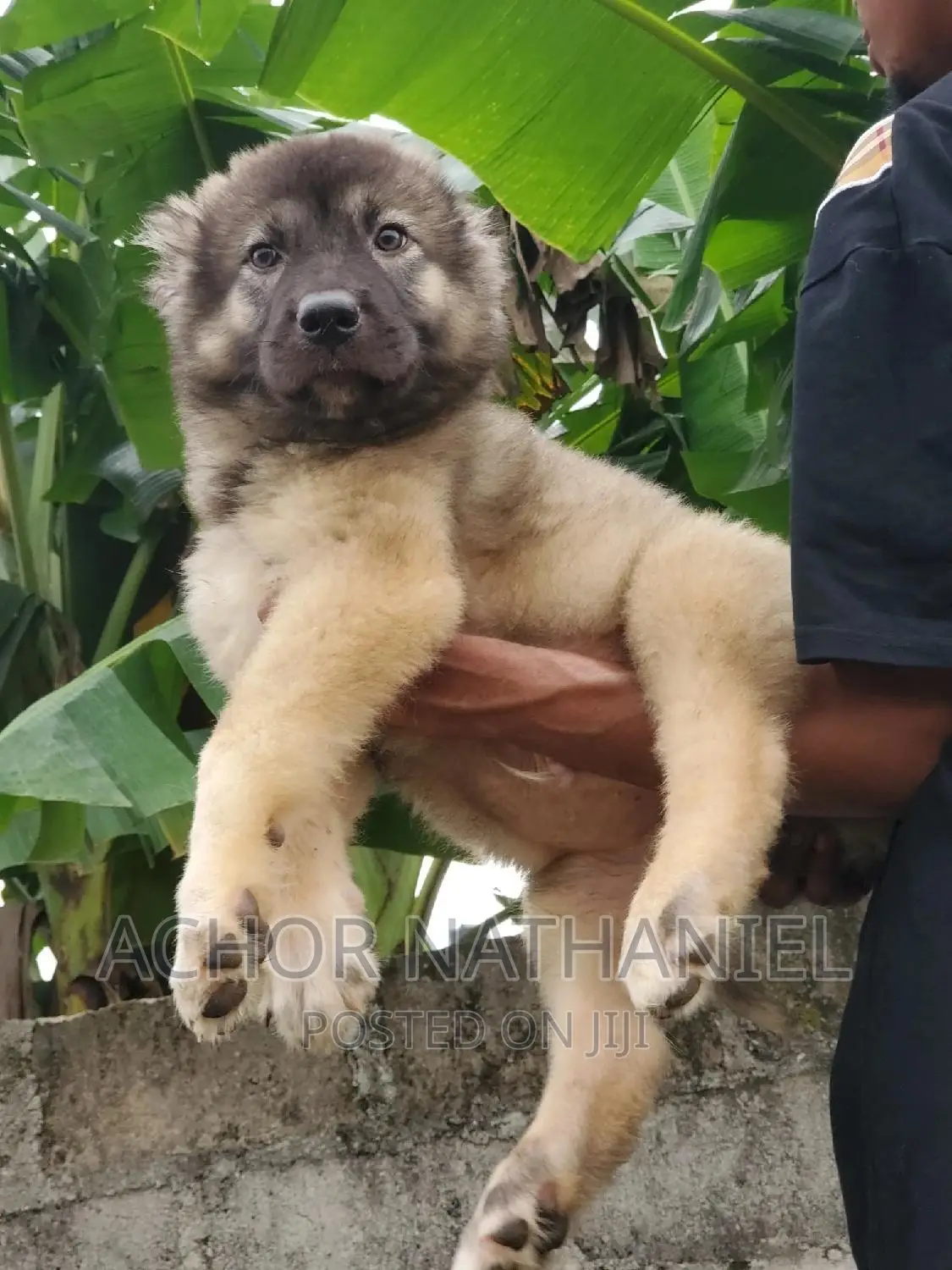 1-3 months Male Purebred Caucasian Shepherd