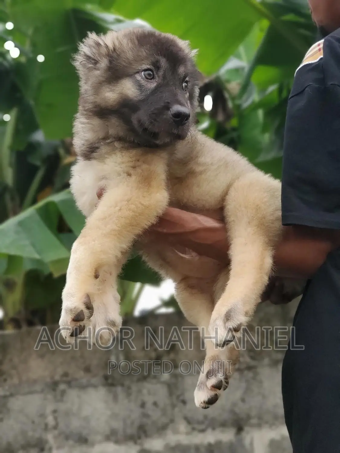 1-3 months Male Purebred Caucasian Shepherd