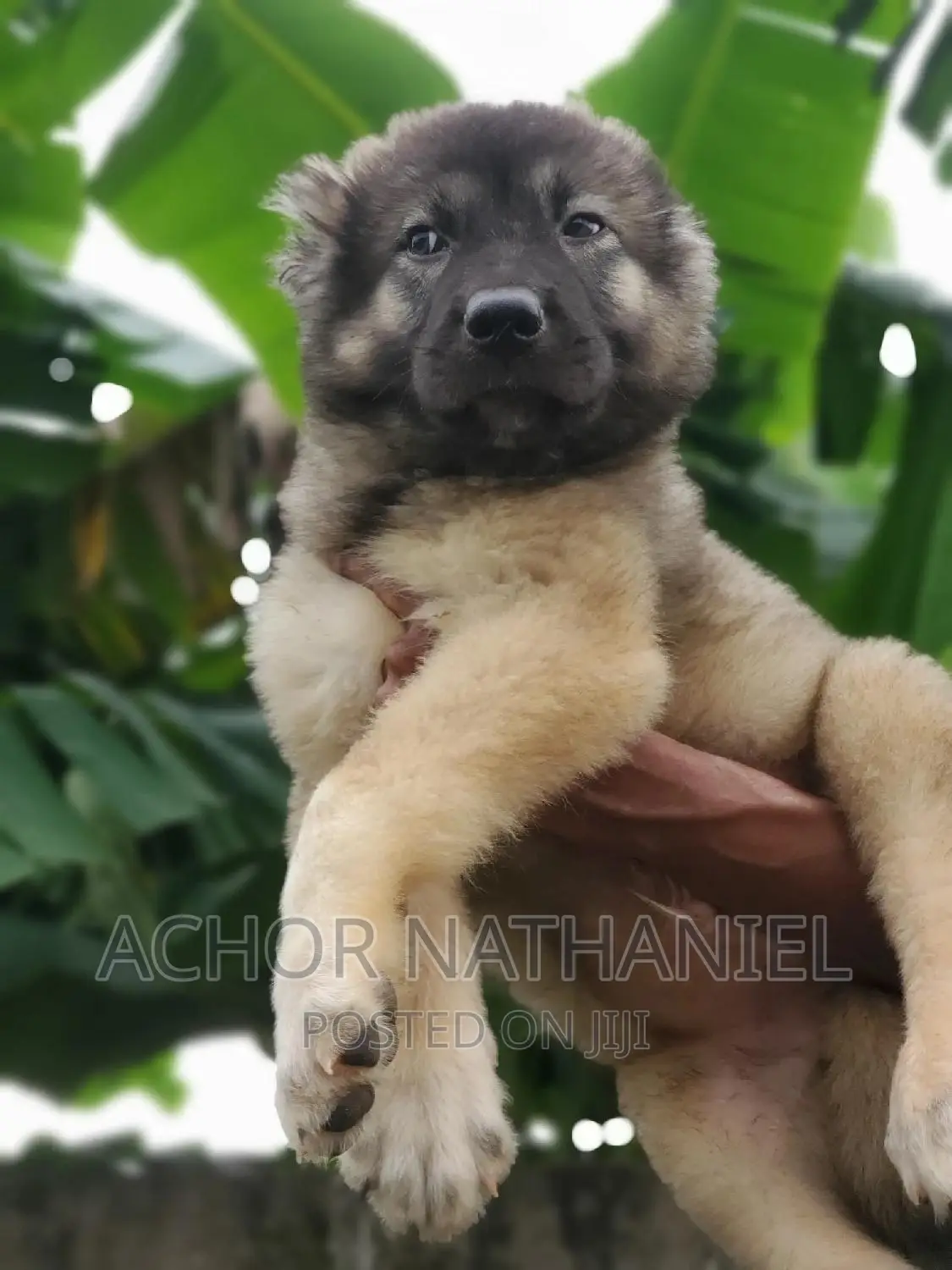 1-3 months Male Purebred Caucasian Shepherd