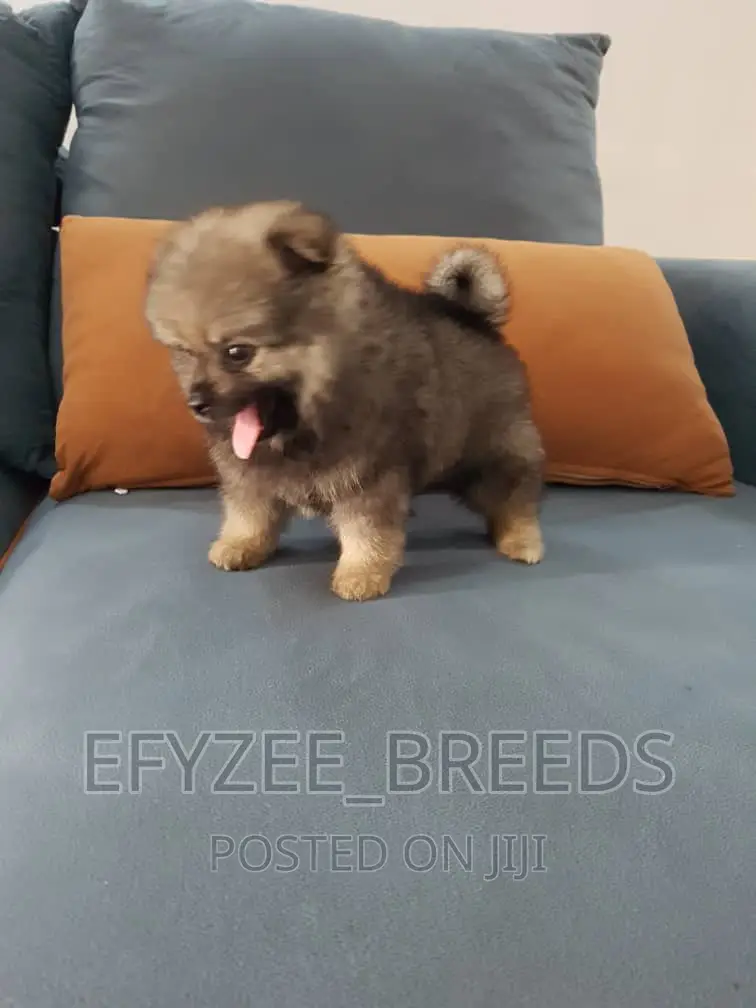 1-3 months Male Purebred Pomeranian