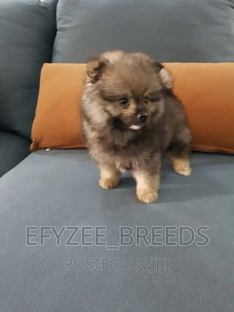 1-3 months Male Purebred Pomeranian