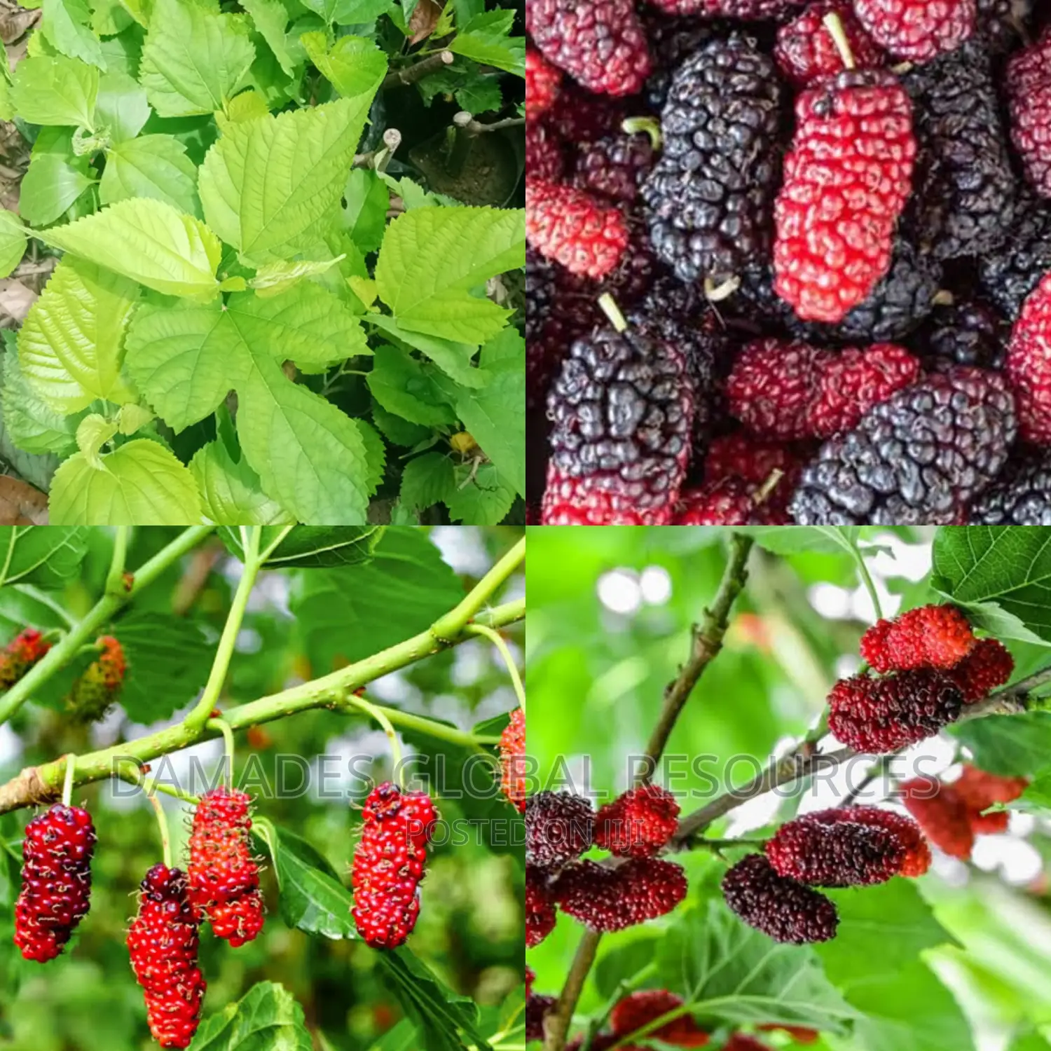 Mulberry Plant Seedling