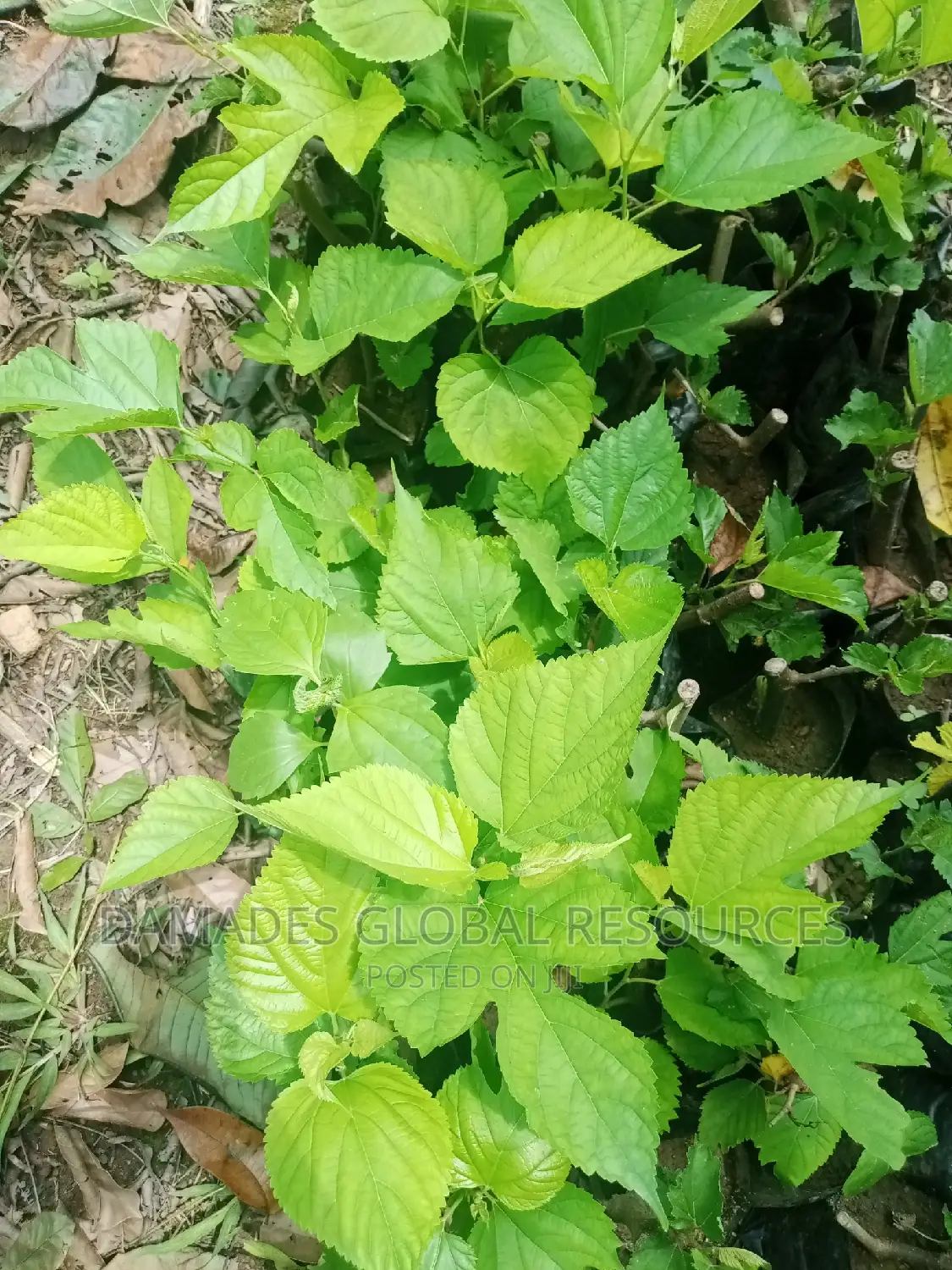 Mulberry Plant Seedling