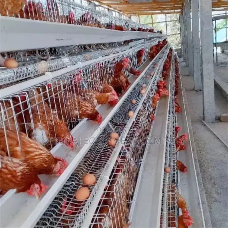 Thrive in Farming: 160-Bird Durable Imported Cages