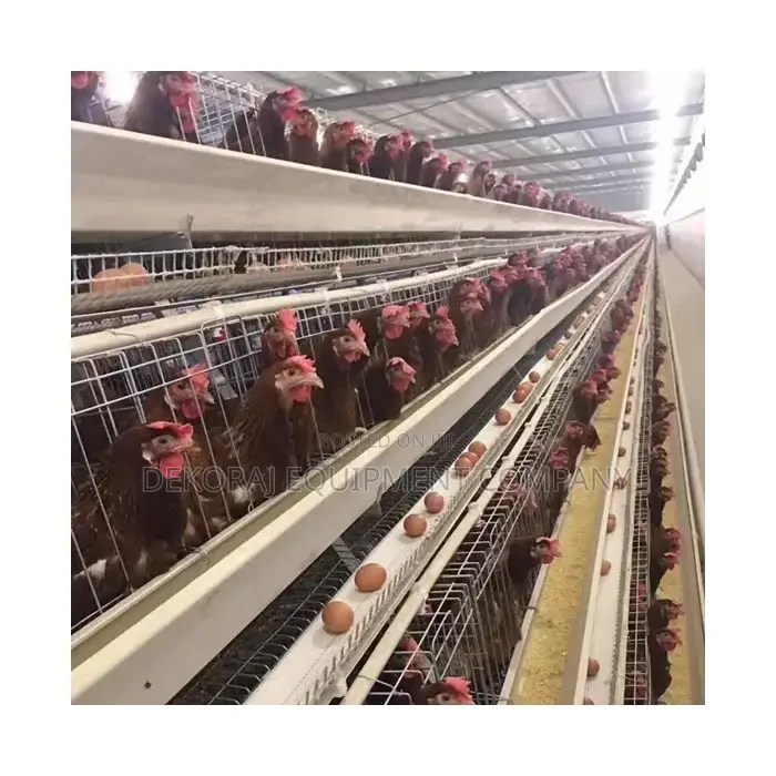 Quality-Driven 120 Layers Imported Cage: Unbeatable Price!”