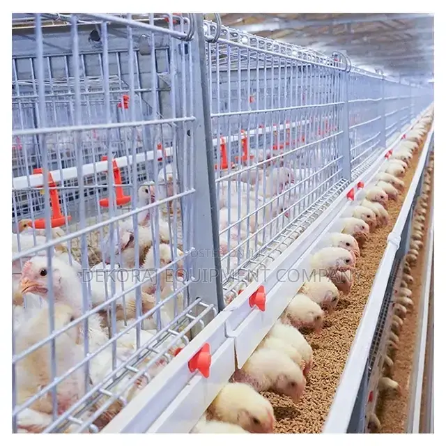 Foreign 120broiler Cage Fromday Old Chick(20+ Years Lifespan