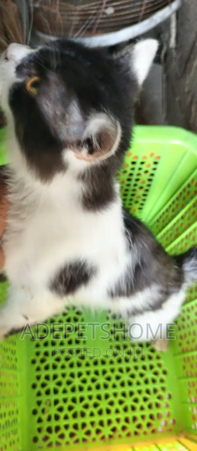 6-12 months Male Purebred Cat